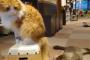 ねこじゃらしかと思ってたら猫のしっぽだった時の気まずさ