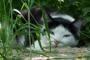 【画像】とある白黒猫さんの画像集【野良猫】