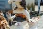 【画像】 ねこの集会で踏み台にされるねこ