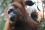 【絶滅危惧】新種のオランウータンがインドネシアのスマトラ島で発見される！！