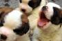 【朗報】犬を飼うと死亡リスク低下ｗｗｗｗｗｗｗｗ
