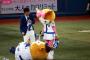 ハマスタでたぬ子激写される