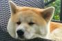 【再掲】秋田犬30kgと一緒に寝てるよ  モフモフ   でもベッドは・・・