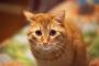 猫の尻尾の動き・あの行動は実はこういうことだった！！(※画像あり)