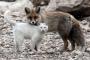猫の愛情はどんな動物ともフリー
