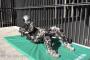 野獣先輩、ロボットだった