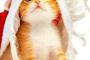 可愛い子猫のアート写真４連発！