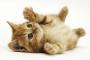 【癒しｗ】猫の肉球にこんなに吸い込まれたの生まれて初めて・・可愛すぎるｗｗｗｗｗｗ