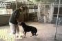 【悲報】NHK「プロフェッショナル」で犬を殴る訓練士の映像、海外に拡散へ…（動画あり）