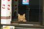 店員が猫か犬のタバコ屋さん。どっち行く？