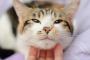 何故か妙に猫に好かれる人だった彼氏。ある日「止めろ！何すんだこいつ！」と叫び声がしたので急いで駆けつけたら、そこには…