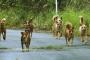 【驚愕】国内にまだ野犬がいる県があるらしい