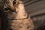 【画像】ワイの子猫、女を出してくるｗｗｗｗｗｗｗ