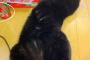 【画像】へそ天、黒猫会場はこちらで御座います