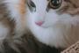 中川翔子「次元が違う美少女っぷり」保護ねこカフェで出会った新しい家族となる猫を紹介