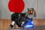 淡路島にオオカミ型ロボット「スーパーモンスターウルフ」導入を検討…音と光で有害鳥獣を撃退！