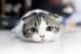 あんだけちっこくて可愛かった愛猫・・・どうしてこうなったｗｗｗｗ(※画像あり)