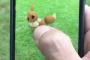 【動画あり】ポケモンGO、ARで「ポケリフレ」が実装
