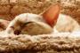 猫の防寒対策に自信ニキおる？ｗｗｗｗｗｗｗｗ