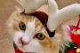 【画像】クリスマスにゃんこ　19枚