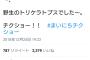 【悲報】コウメ太夫さん、元カノとトリケラトプスを見間違える
