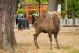 奈良公園の鹿に触れる外国人（海外の反応）