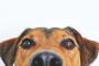 【悲報】犬さん、機械の奴隷になってしまうｗｗｗｗｗ（動画あり）