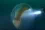 エイリアン？世界中で巨大な「イカの卵」が目撃される…戦時中の軍艦を探査中のダイバーが発見！