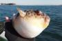 自分で釣ったフグを刺し身にして食べた結果ｗｗｗｗｗｗ