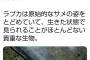 朝日新聞、水族館の「生きた化石」の深海のサメにフラッシュを炊いてしまう。→その後死亡