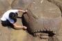 【巨大生物】干上がった川底から2万年前の重装甲哺乳類を発見