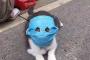 【画像】武漢のマスク猫、まさかの商品化ｗｗｗｗｗｗｗｗ