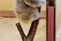【画像】動物園のコアラさん、体重を計測されてしまう・・・・・