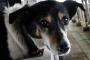 【GIF】何でも言うことを聞く犬