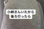 フワちゃん「小峠おるやん、近付いたろ！」（画像あり）