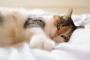 【検証】 猫の横で毎晩一緒に寝たらどのような影響が出る？　法政大学が検証