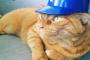 【ねこ科画像】野球ねこ、だらだらクロネコ ほか