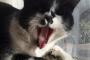 【ねこ画像】「がおー！」、仲良し兄弟 ほか