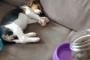 【gif】犬のご飯に対する執着心