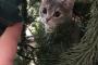 【ねこ画像】ツリーに隠れてたけど見つかった？、ヨ〇ダの表情とそっくり？ ほか