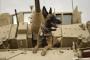 米軍がソマリアでISイスラム国幹部ら10人を殺害…米兵1人が軍用犬にかまれて負傷！