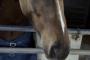 【動画】JRAの調教師が馬の鼻にデコピンし炎上・・・・