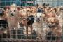 「犬を食べない」韓国で8割超　愛犬家が増加...法改正へ
