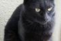 飼ってた黒猫が去年の11月ごろにプイとうちに来なくなり  どこぞで死んだか、飼われて幸せに暮らしてるのかと思っていたのですが、6月あたまにフラっと帰ってきました。