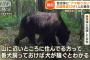 クマ駆除抗議30件女性「現地人は番犬飼っとけばええやん