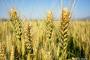 中国が豪州産小麦の輸入拒否…国際価格は供給過剰で下落！