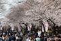 【国際】米紙「韓国人が日本のソメイヨシノを抜いて、韓国産の王桜に植え替えている」