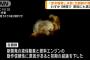 「空中爆発し失敗した」北朝鮮が衛星発射の打ち上げ失敗を発表…ロケットエンジンが原因！