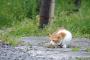 【ねこ？画像】神社のねこ、子〇猫【再】