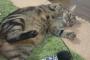 【ねこ画像】でっぷりアメショ、お迎えしたてのアメショ、やさぐれねこ ほか【再】